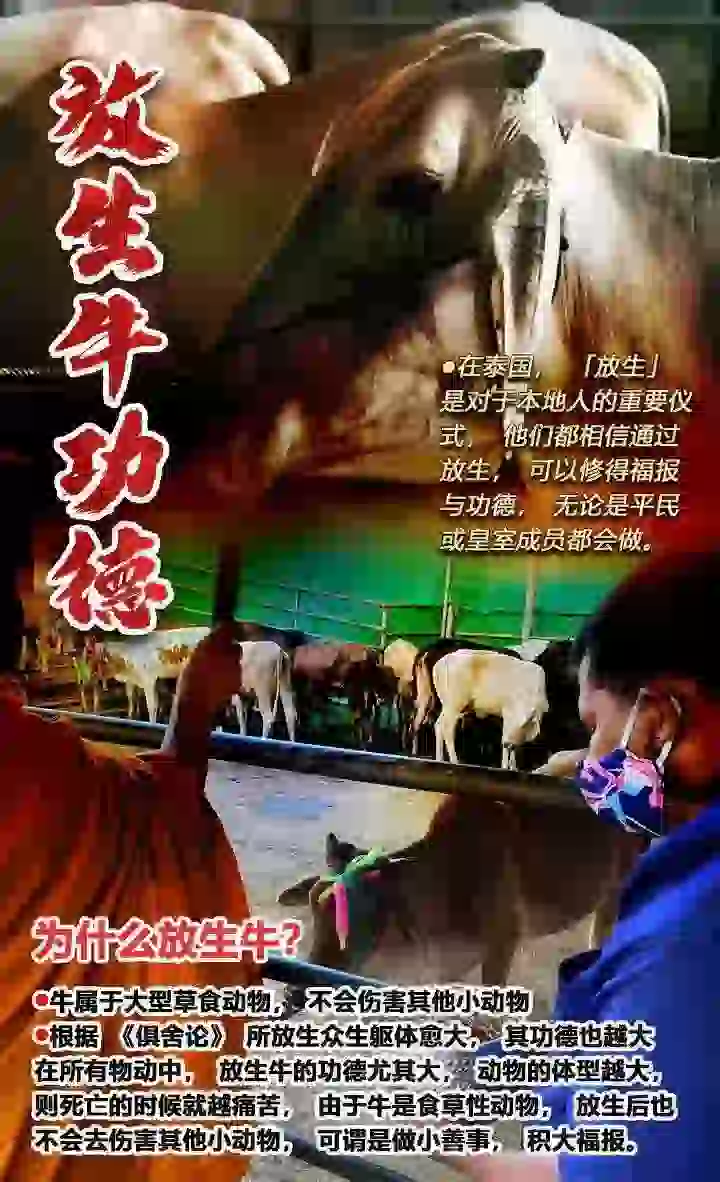 放生牛‬功德